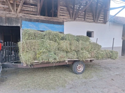 Kvalitet sena - prvi otkos lucerke i travnih smeša