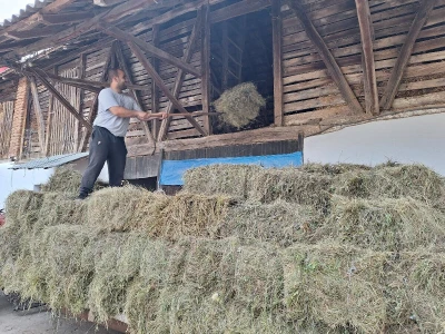 Kvalitet sena - prvi otkos lucerke i travnih smeša