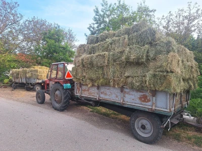 Kvalitet sena - prvi otkos lucerke i travnih smeša