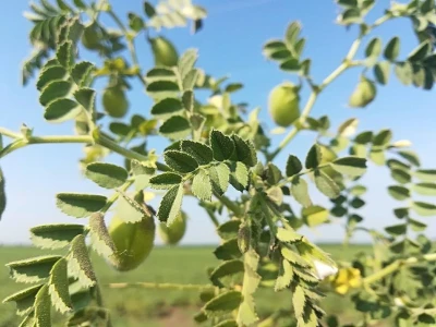 Leblebije