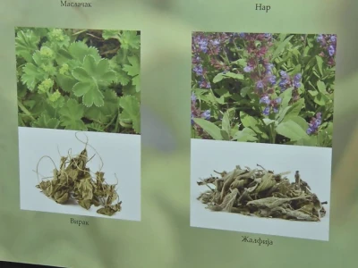 Lekovito i aromatično bilje