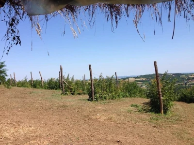 Lešnici