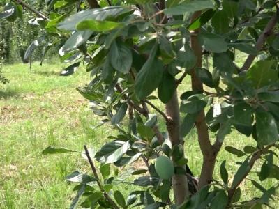 Letnja rezidba
