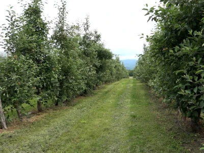 Letnja rezidba