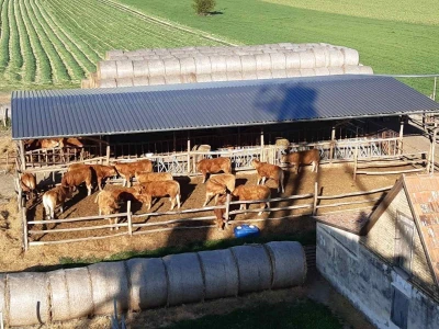 Limuzin rasa tovnih goveda zamena za simentalsko govedo