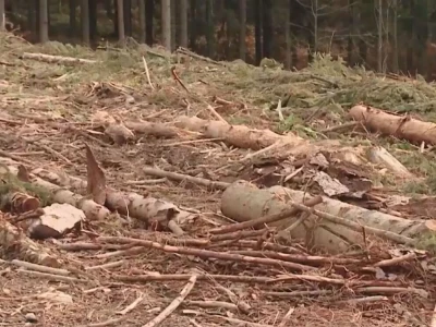 Listopadne šume na obroncima Povlena