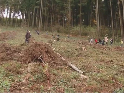 Listopadne šume na obroncima Povlena