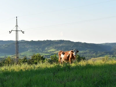 Livade i pašnjaci