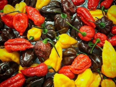Ljuta paprika