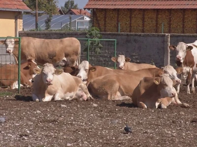 Loše genetske predispozicije goveda