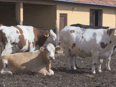 Loše genetske predispozicije goveda