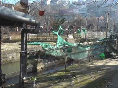 Loso se uzgaja u reci Gradac