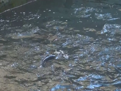 Loso se uzgaja u reci Gradac
