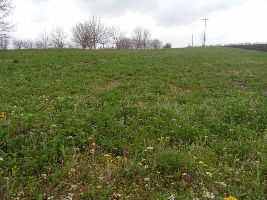 Lucerka