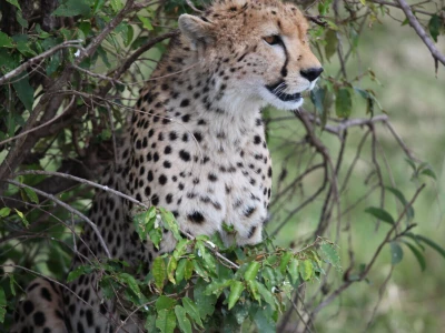 Maasai pleme