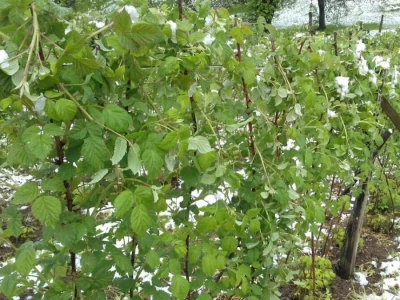 Malina i sneg