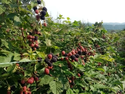 Malina koja tek stize na branje