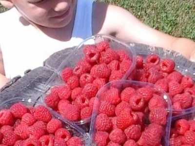 Malina koja tek stize na branje