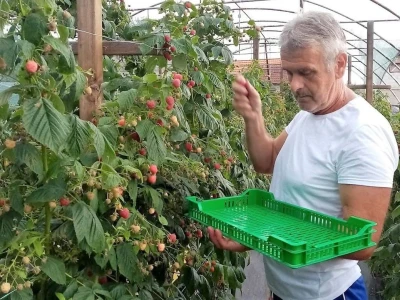 Malina koja tek stize na branje
