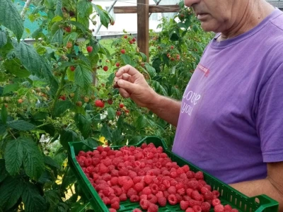 Malina koja tek stize na branje