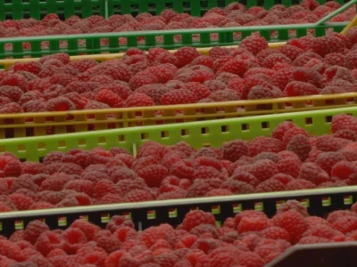 Maline - crveno zlato