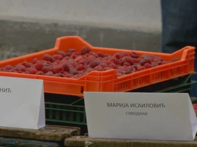 Maline - crveno zlato