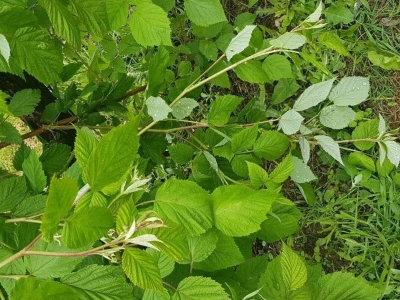Maline i sneg