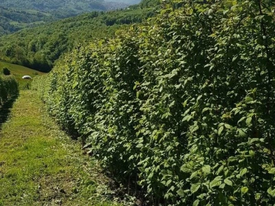 Maline i sneg