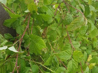 Maline i sneg