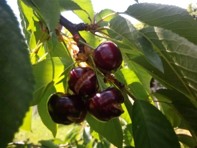 Maline i trešnje