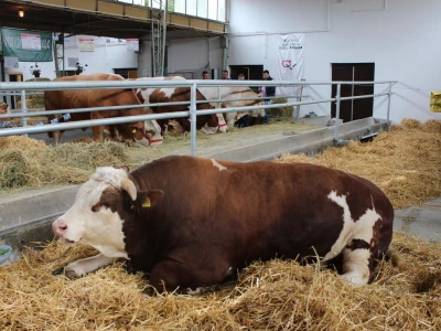 Mališa, trogodišnji bik od čak 1.550kg