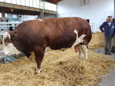 Mališa, trogodišnji bik od čak 1.550kg
