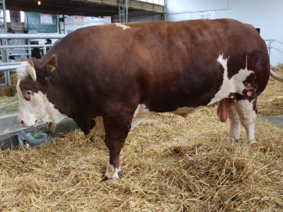 Mališa, trogodišnji bik od čak 1.550kg