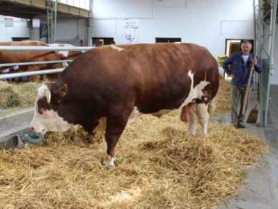 Mališa, trogodišnji bik od čak 1.550kg