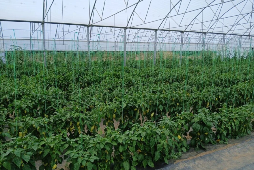 Paprika u plasteniku