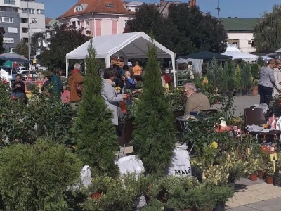 manifestacije Cvetna pijaca i Noćni bazar
