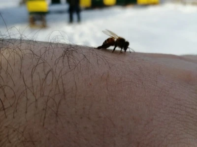 Medino Sokače - u koje treba svratiti