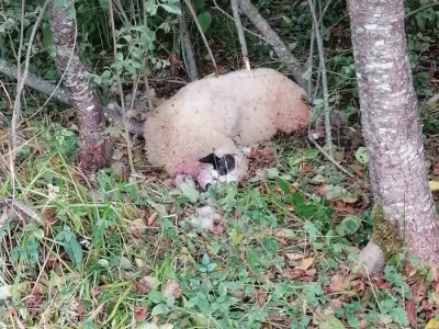 Medvedi u Zlatiborskom orkugu