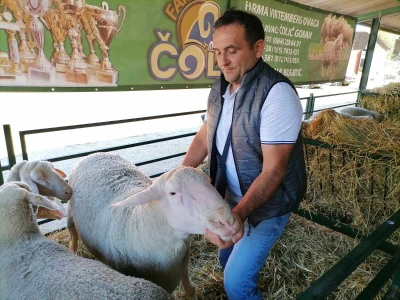Mića - najteži ovan na Sajmu