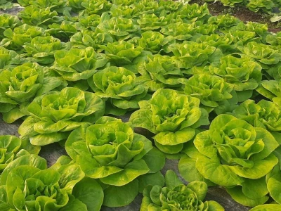 Mijovići proizveli oko 7000 struka zelene salate, foto: M. Lazarević