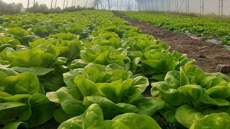plastenik salate