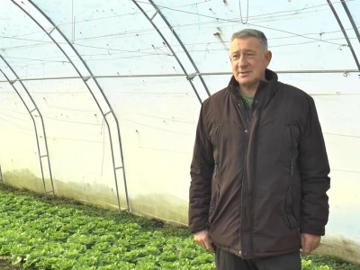 Mijovići proizveli oko 7000 struka zelene salate, foto: M. Lazarević