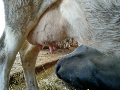 mikrobiološka slika mleka