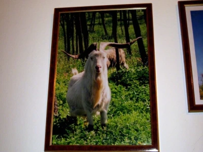 Fotografija ima počasno mesto u kući Timića