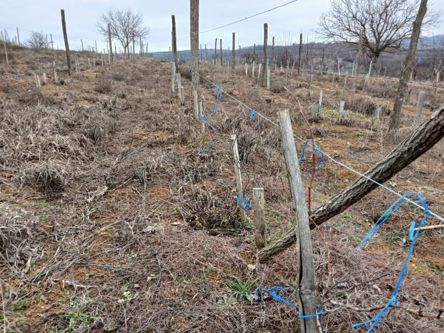 Vinograd