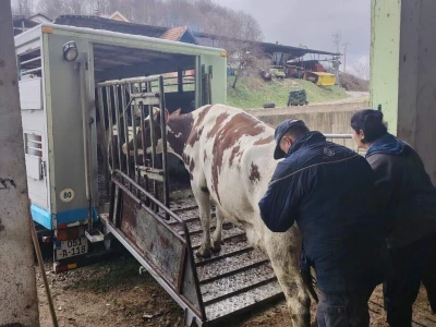 Milorad Arsenić prodao 23 krave sa svoje farme
