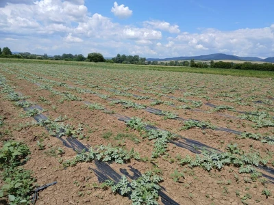 Miloš