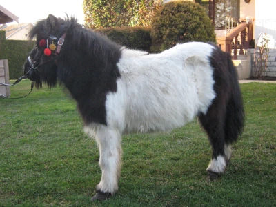 Poni konji