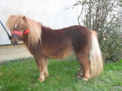 Poni konji
