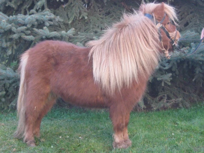 Poni konji